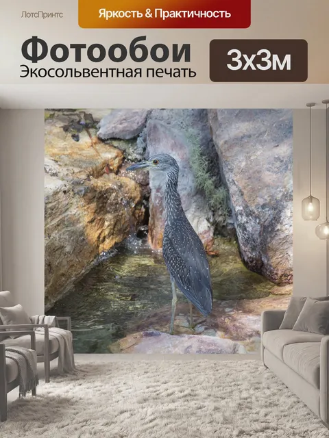 Фотообои Полосатая цапля стоит у воды