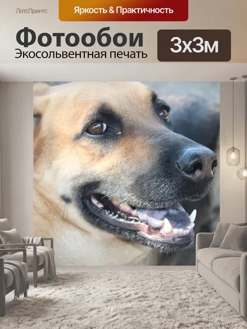 Фотообои Собака
