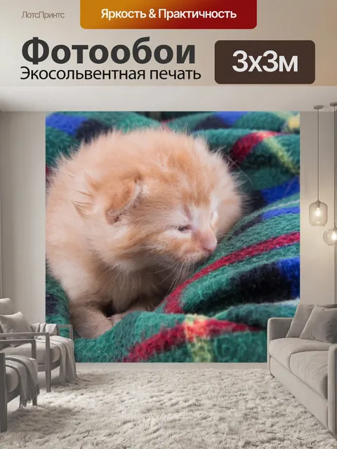Фотообои Красивая кошка
