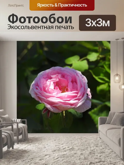 Фотообои Чайная роза