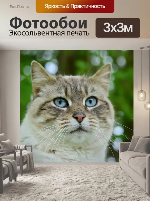 Фотообои Кошка
