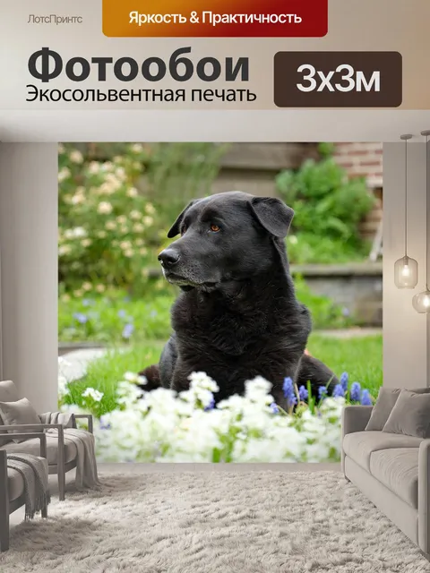 Фотообои Собака