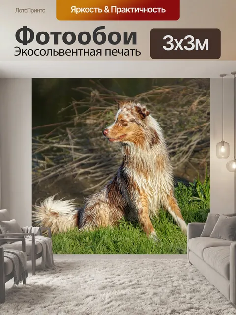 Фотообои Австралийская овчарка Волк