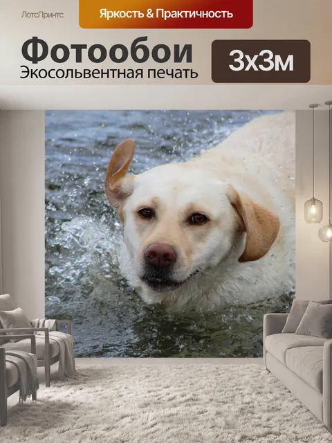 Фотообои Лабрадор