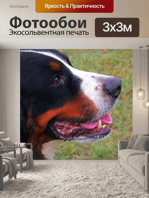Фотообои близкий профиль большой собаки