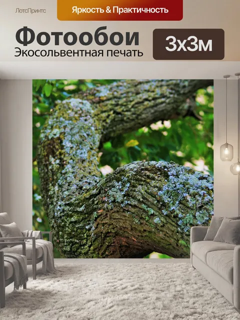 Фотообои Tipuana дерево сильное толщиной филиал