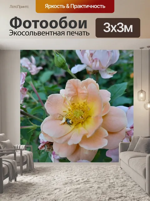 Фотообои Розовая роза с насекомым 1