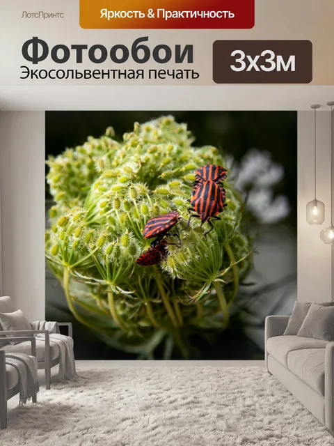 Фотообои Полосатый щитовой жук