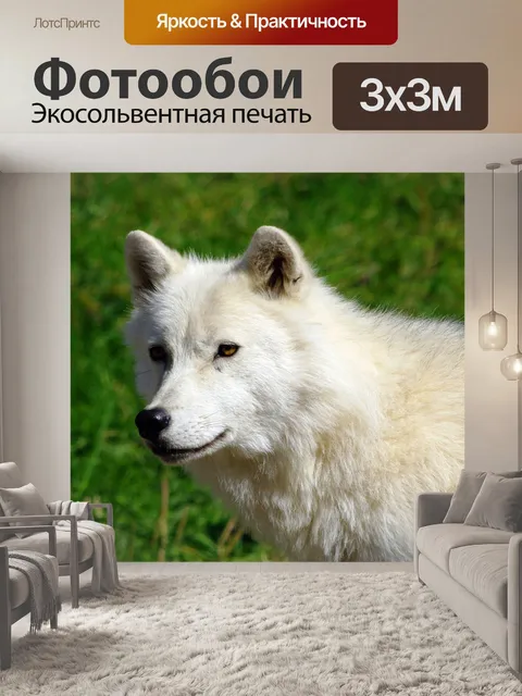 Фотообои Волк