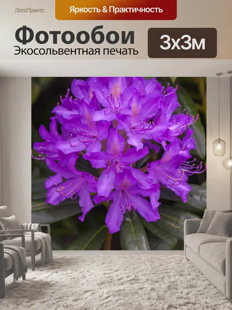 Фотообои Фиолетовый цветок крупным планом
