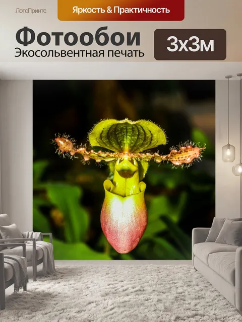 Фотообои Цветок орхидеи