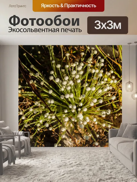 Фотообои Трава цветочное поле, полевые цветы