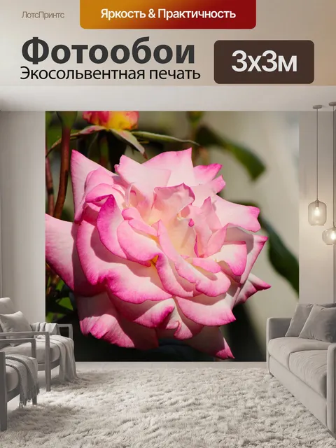 Фотообои Pink rose