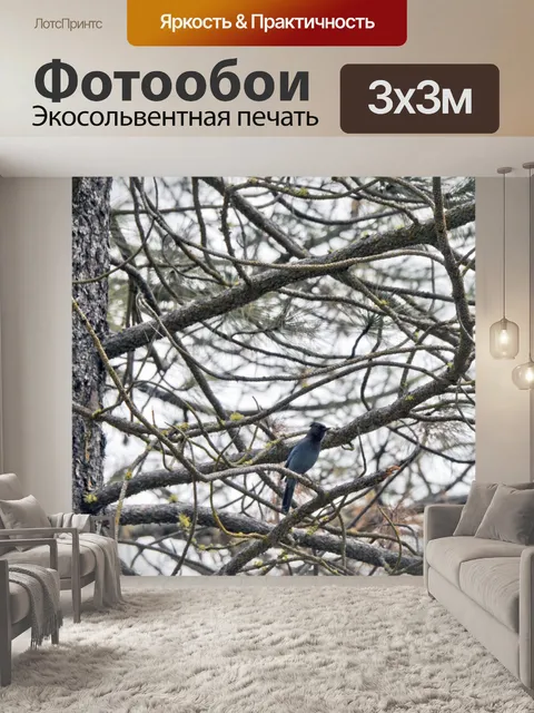 Фотообои Синий Джей в деревьях