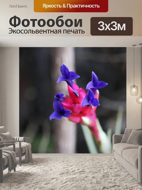 Фотообои пурпурно-розовый цветок тилландсии