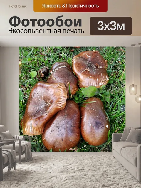 Фотообои Дикие Грибы