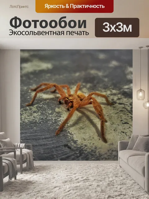 Фотообои Паук