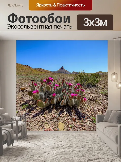 Фотообои Кактус