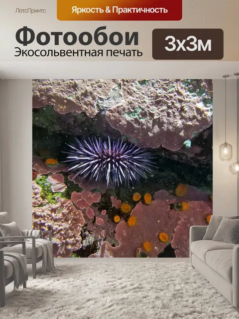 Фотообои Морской урчин и коралловый риф