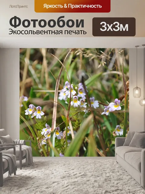 Фотообои Цветы