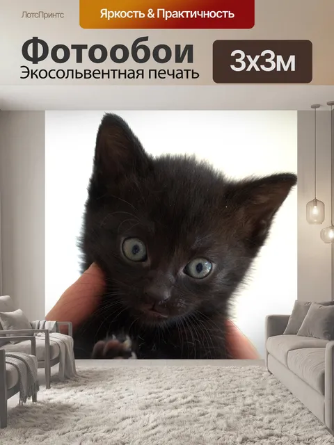 Фотообои Кот