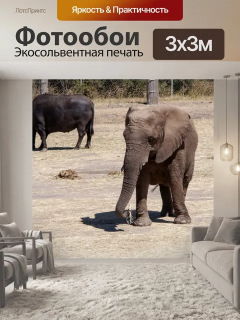 Фотообои Слон и вода Буффало