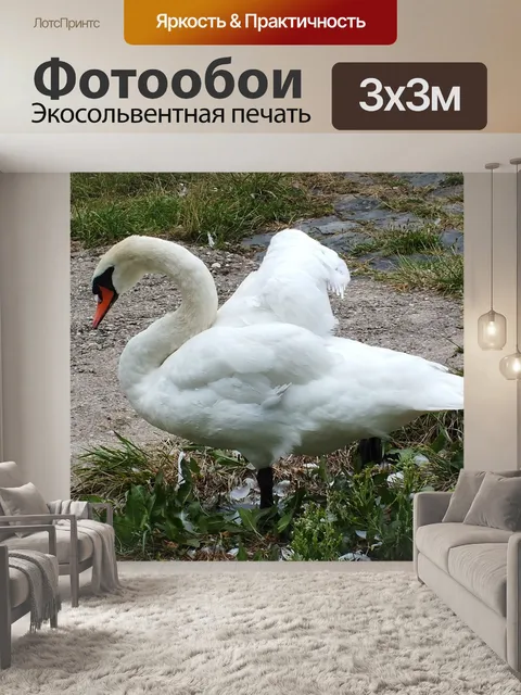 Фотообои Лебедь