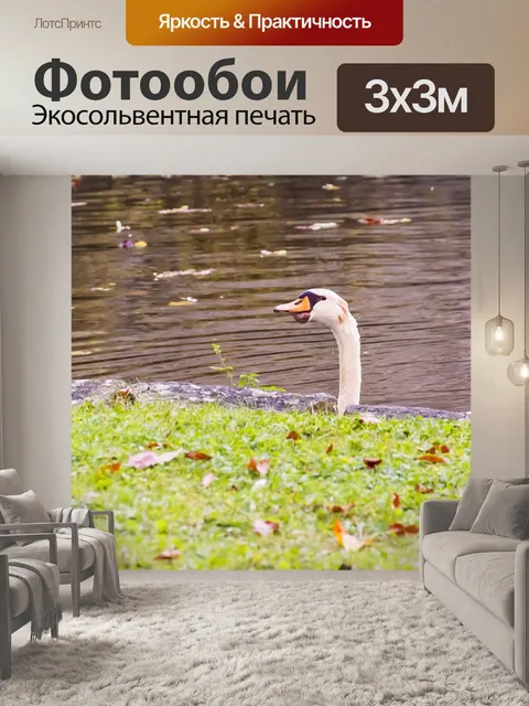 Фотообои Лебедь