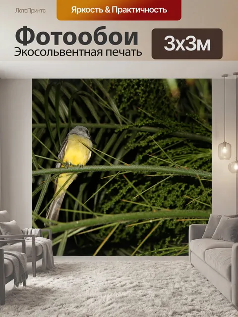 Фотообои Коста-Рика птица