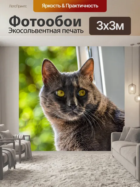 Фотообои Cat
