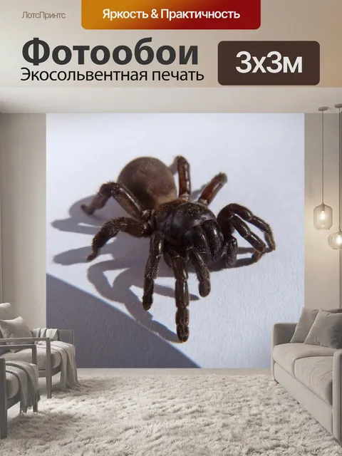 Фотообои Паук