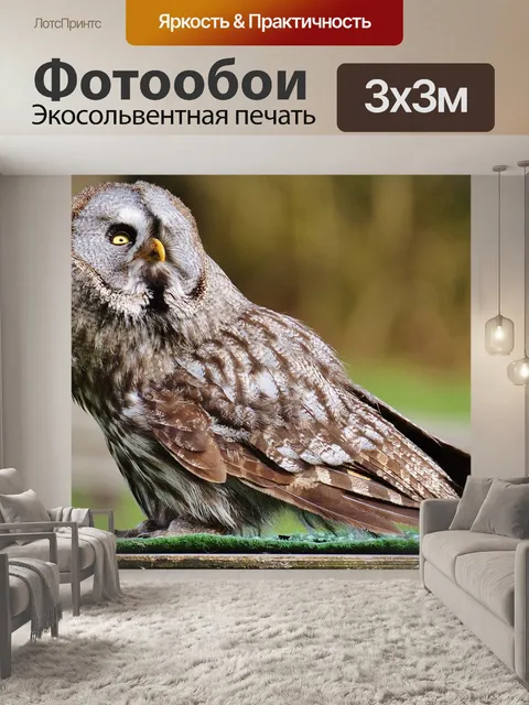 Фотообои Барт сова