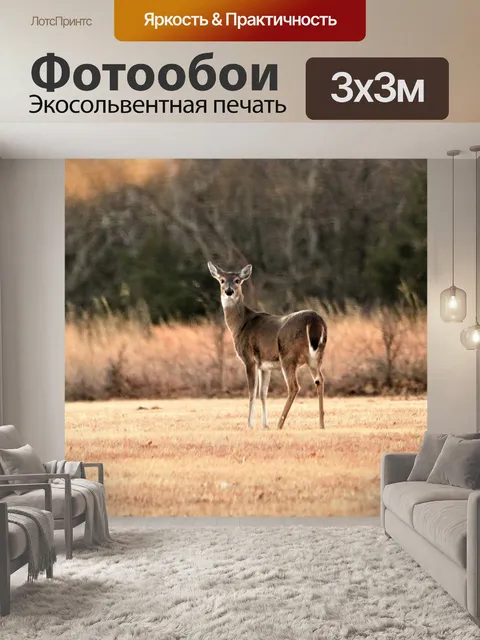 Фотообои Белый хвост Доу в Восход 2