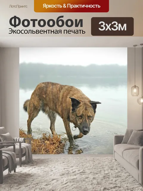 Фотообои Собака
