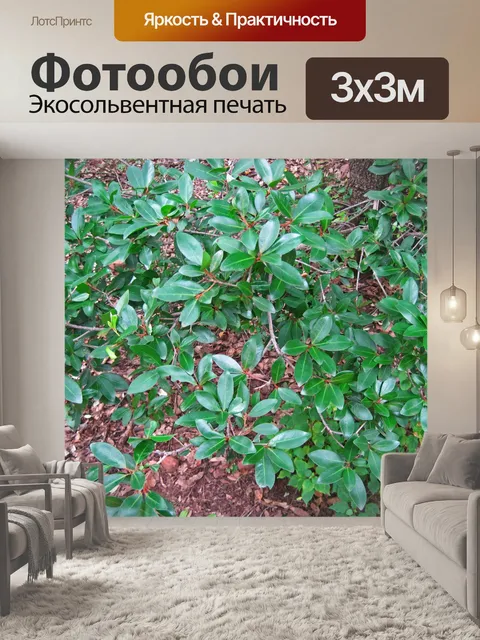 Фотообои низкие ветки с темно-зеленым листом