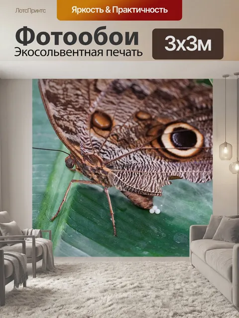 Фотообои Бабочка