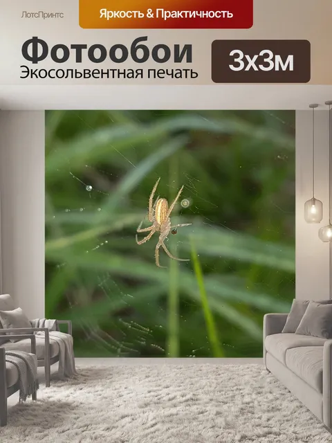 Фотообои Паук