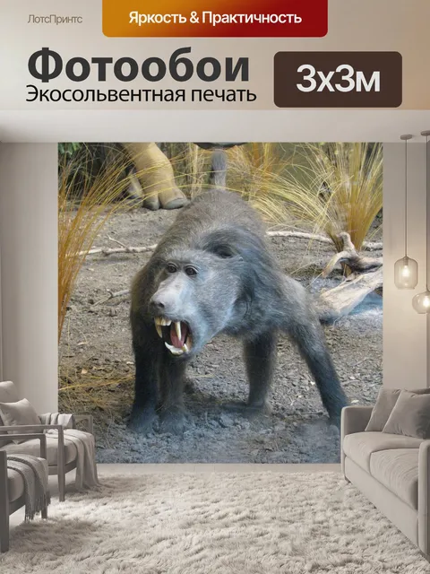 Фотообои бабуин