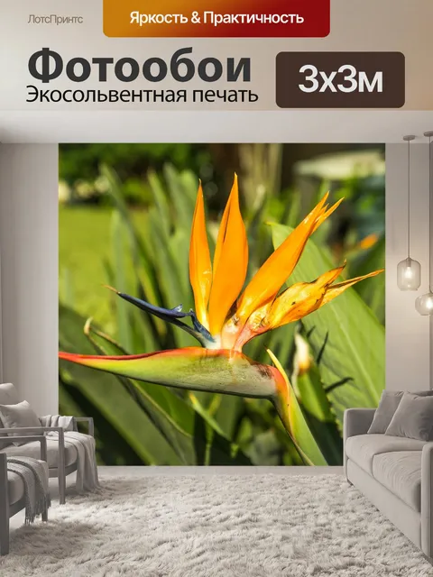 Фотообои Райская птица