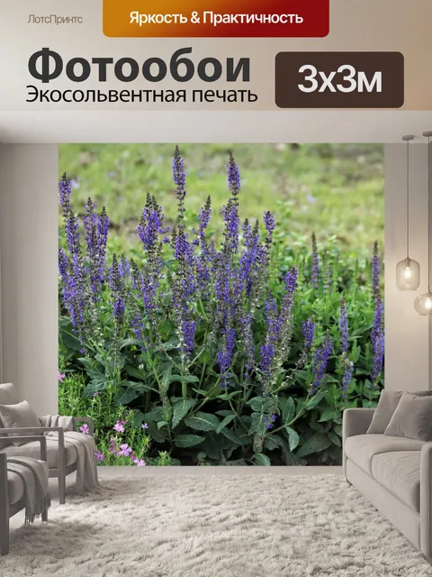 Фотообои Синие цветы шалфея