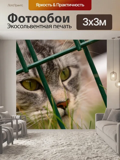 Фотообои Мейн-кун
