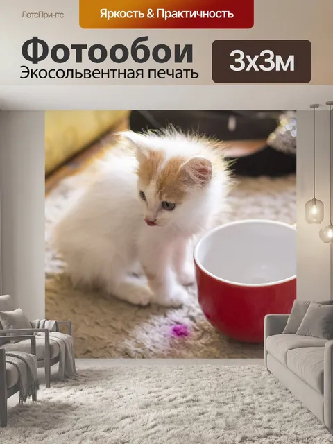 Фотообои Котенок есть