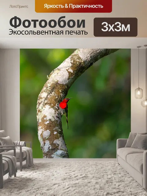 Фотообои Дикие птицы