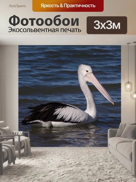 Фотообои Пеликан