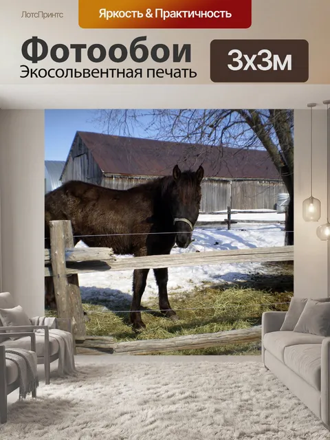 Фотообои Черная лошадь