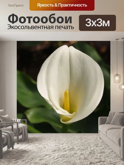 Фотообои Калла