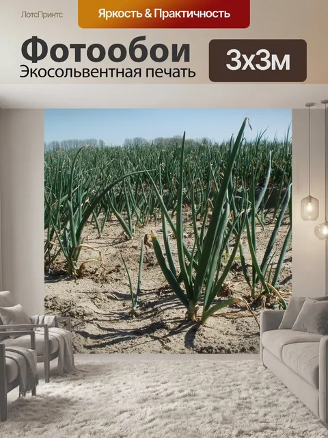 Фотообои Луковое поле