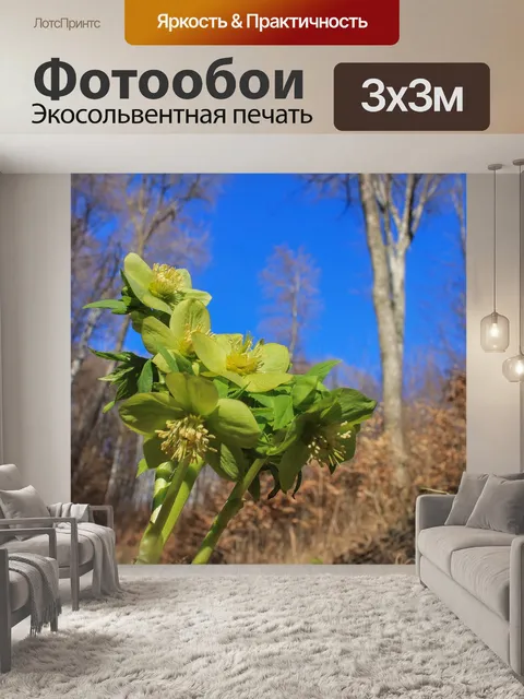 Фотообои Душистый морозник