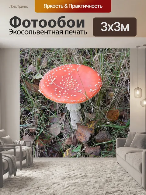 Фотообои Гриб