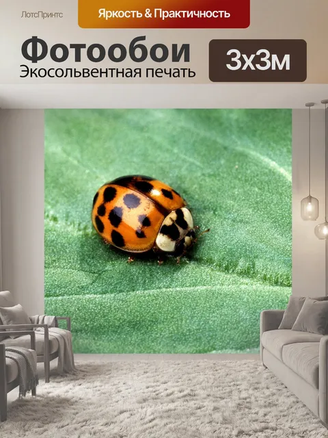 Фотообои Божья коровка Жук
